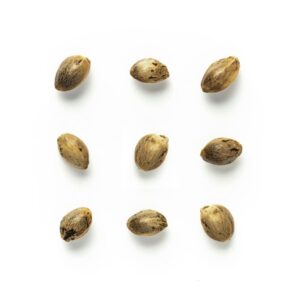 Semi di canapa EG1 Egeria