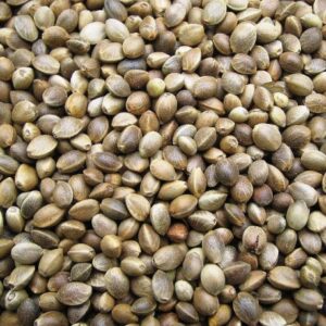 Semi di canapa Egeria