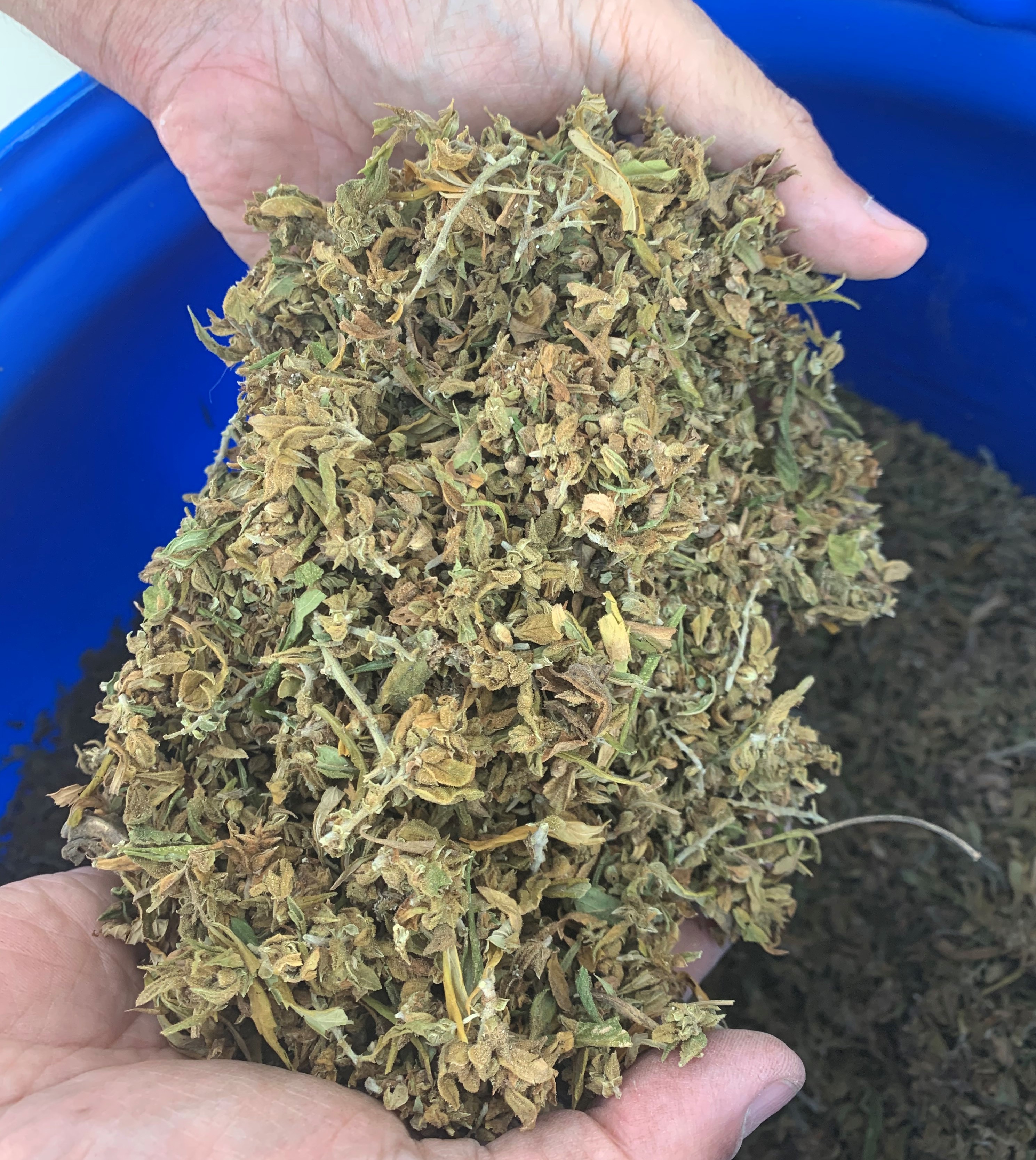 Biomassa CBD e CBG